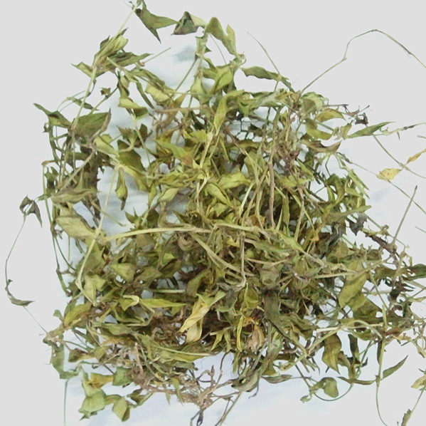 野生黄毛耳草白山茄白蜈蚣过路蜈蚣铜眼狮地坎风铺地蜈蚣