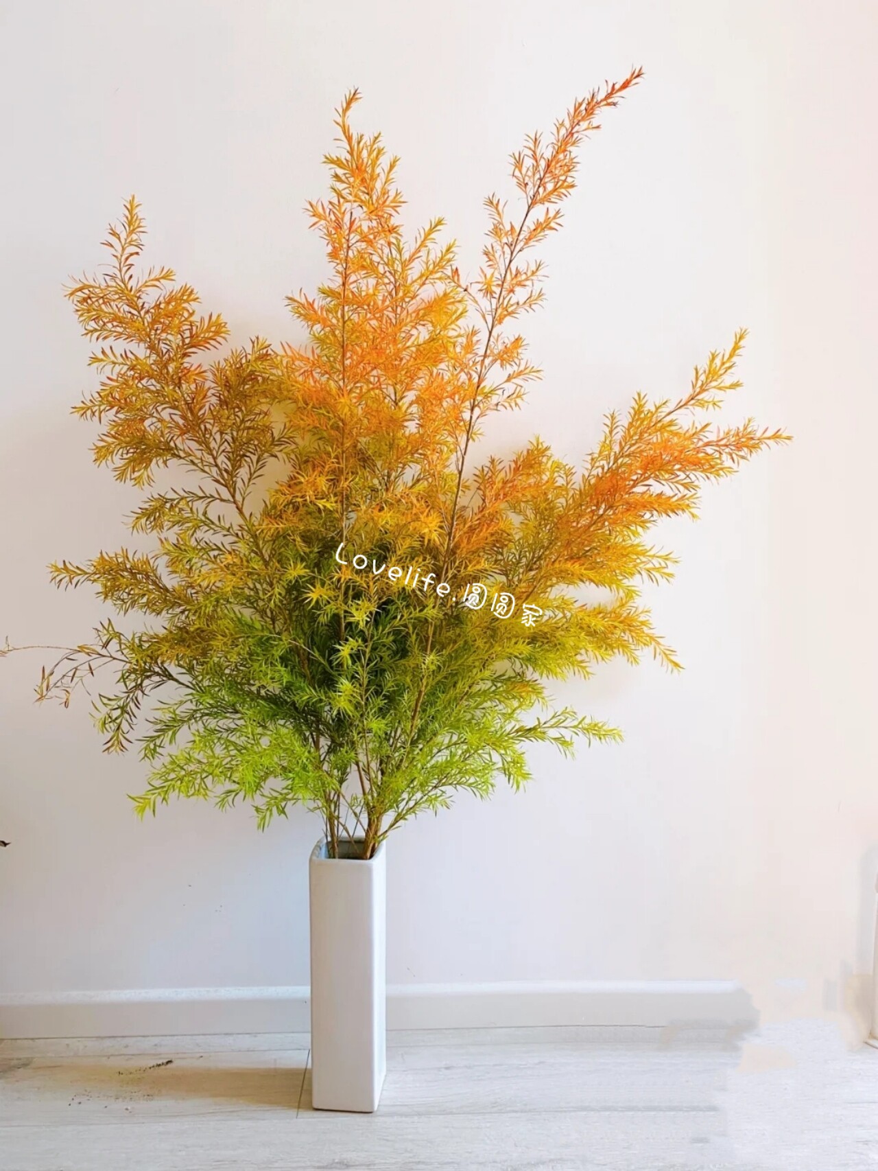 千层叶新鲜森林小森小清新新鲜龟背金黄羽叶春羽鲜花速递同城