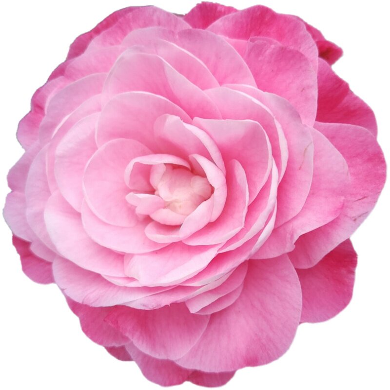 封面女郎茶花树苗粉色大花又名名美人艳牛西奥雕石时令草本花卉