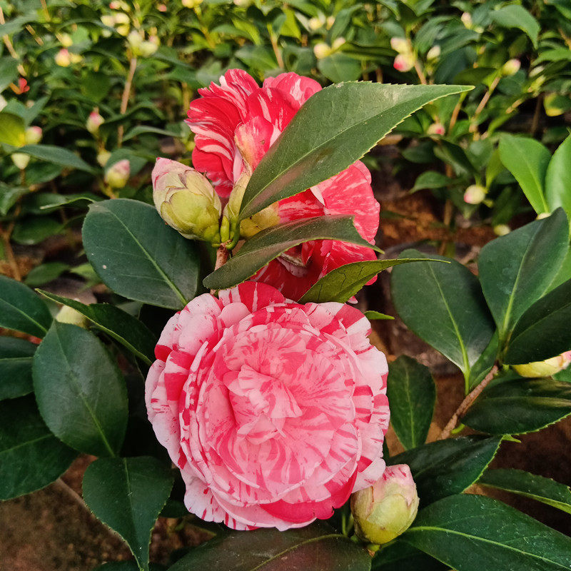 五色赤丹茶花盆栽一树多色色带花苞花大色室内外花卉