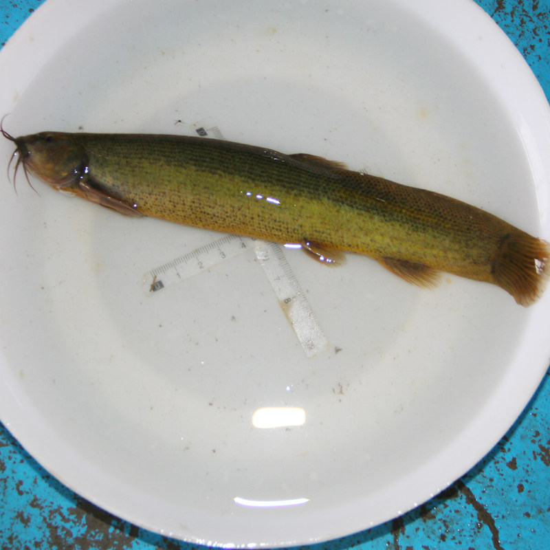 鱼苗泥鳅苗龙饲料活体筏钓淡水鱼冷水鱼鱼