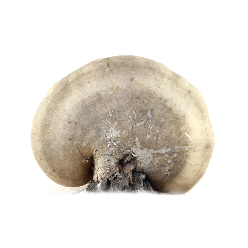 灵芝长白山野生白灵芝白边桦剥孔桦滴孔白玉产地250g整枝灵芝