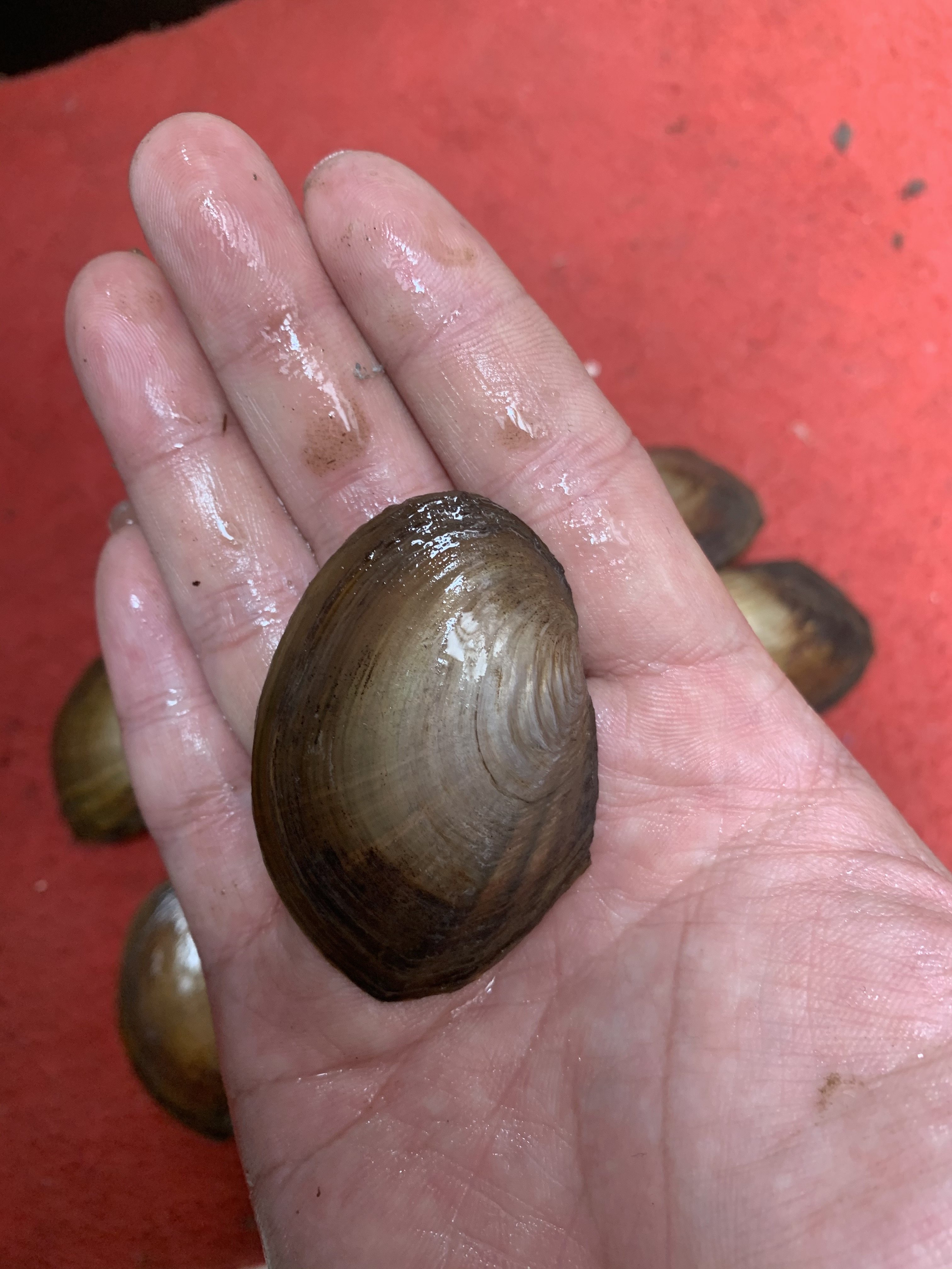 河蚌活体淡水河过滤藻类水族观赏鱼缸净化水质螺