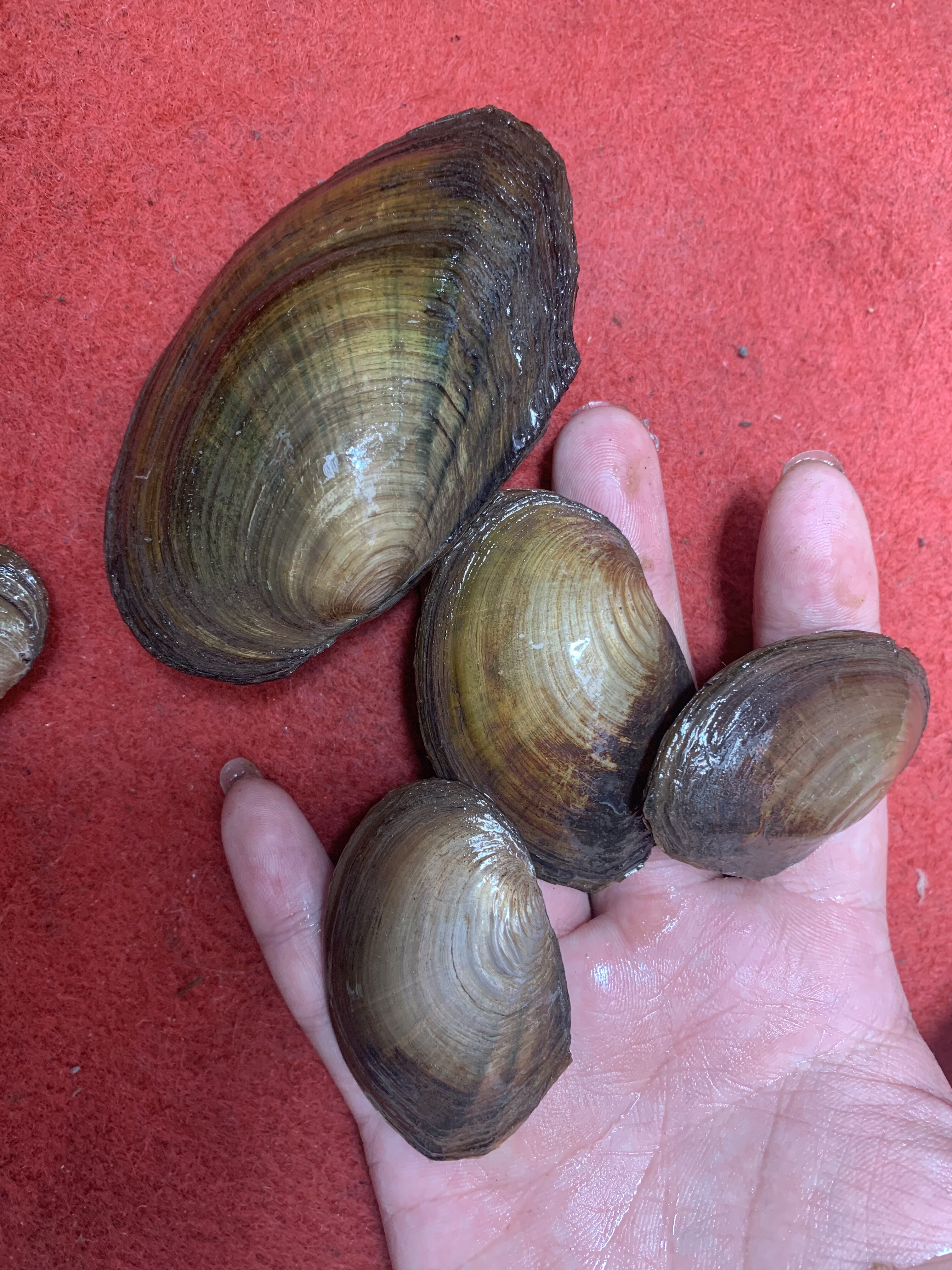 河蚌活体淡水河过滤藻类水族观赏鱼缸净化水质螺