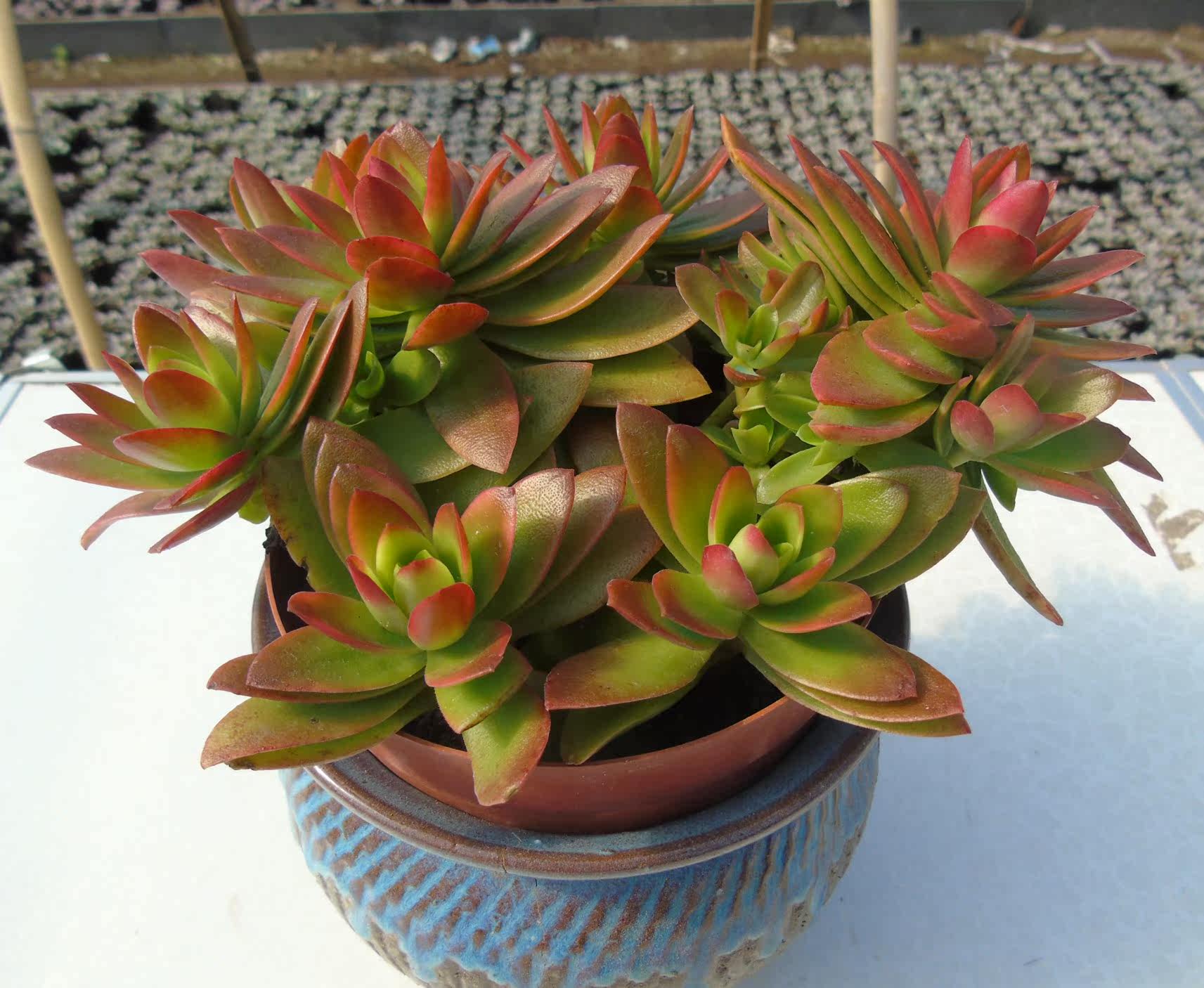 香园园艺火祭炬老桩大盆多肉群生整赤鬼城植物多肉植物