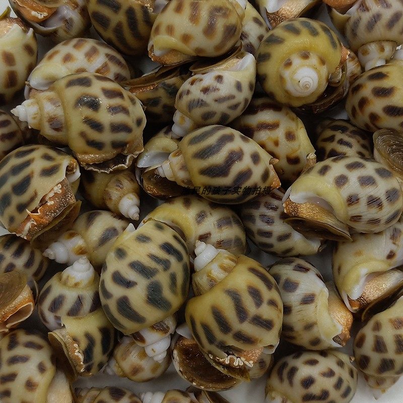 渔民的孩子当天现捕野生鲜活旺螺海螺东风螺新鲜花螺活体发货500g