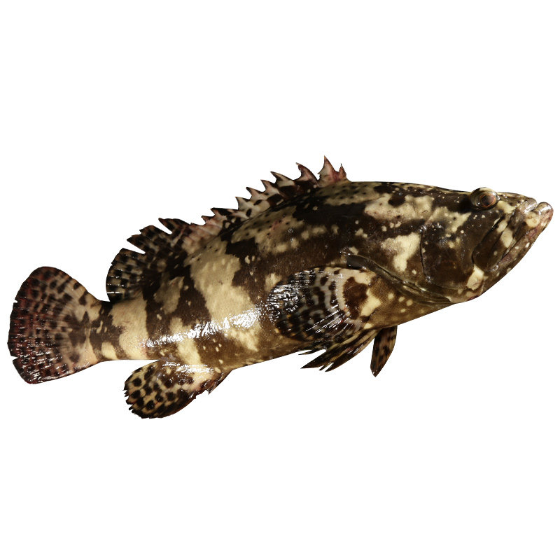 【鲜活红瓜子斑】珍珠斑鱼龙胆老虎斑东星斑 瓜子斑深红石斑海鱼