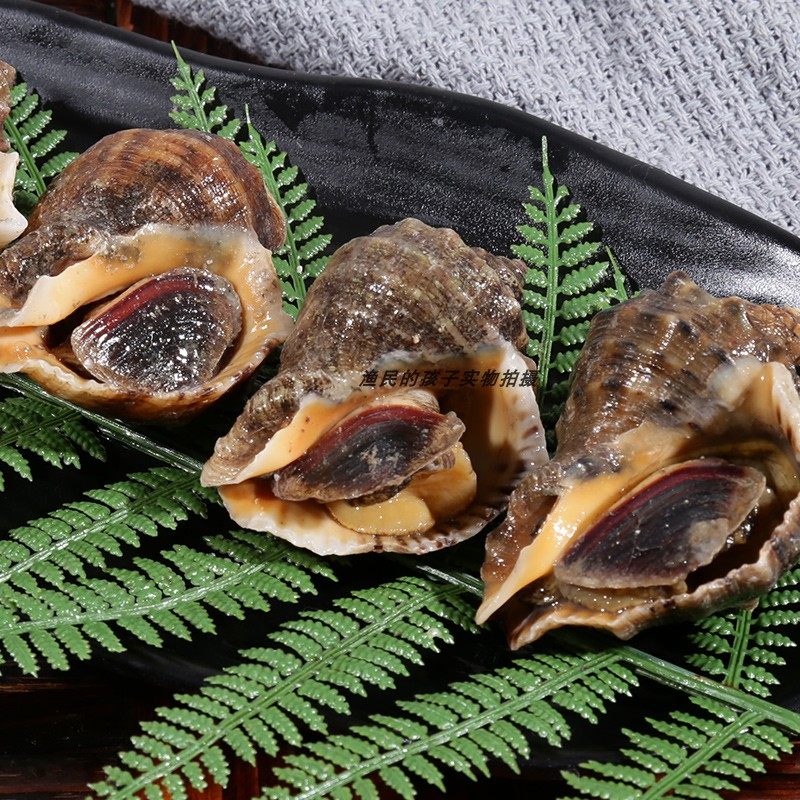 渔民孩子每日现捞鲜活海鲜水产小海螺小红福建海海螺