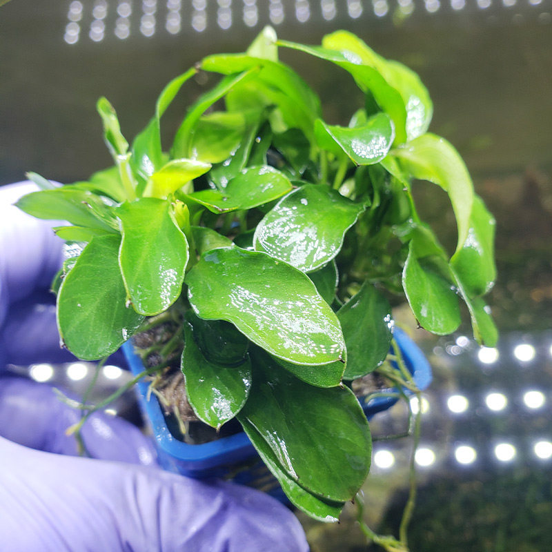 懒人活体水草小榕鱼缸水族箱辣椒迷你小黄黄金水草