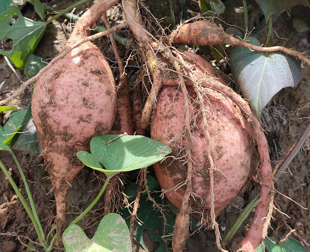 20年新货易县狼牙山地区老黄瓤黄心地地瓜红薯番薯