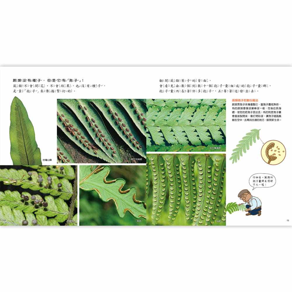 蕨类动植物儿童书儿童阅读亲子百科科普青少年文学儿童读物原版书