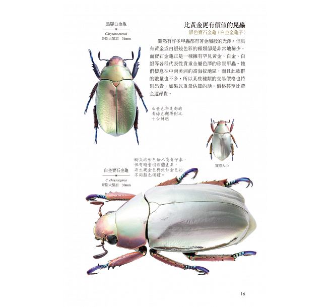 台版光彩闪耀甲虫图鉴基础认知自然科普百科科普读物原版书