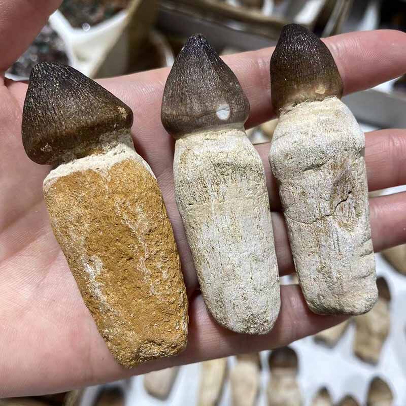 化石牙齿天然古生物苍龙巨鲨球齿龙牙齿标本观赏摆件