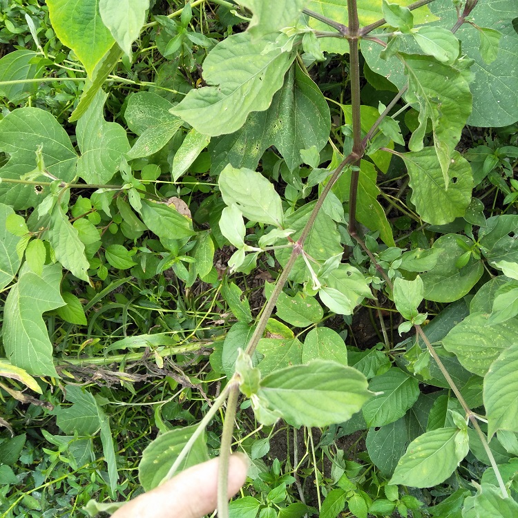 中草药新鲜土牛500g现挖带根七牛漆生倒扣接骨其他药食同源食品