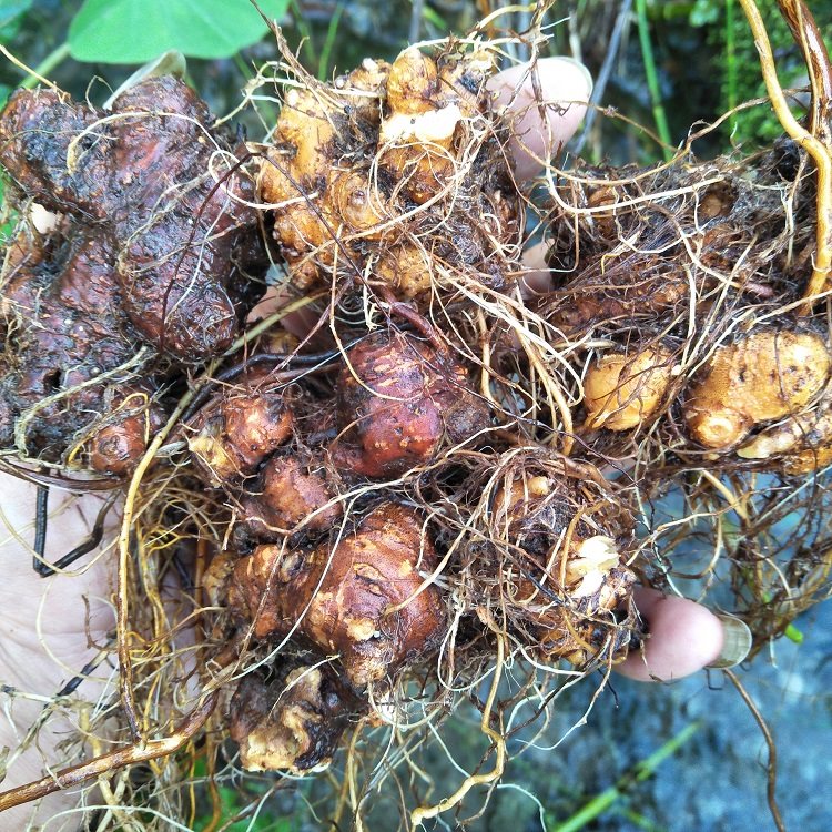 新鲜荞麦根500g现挖生苦荞麦根野桥荞麦金疙瘩天荞麦三七金开锁