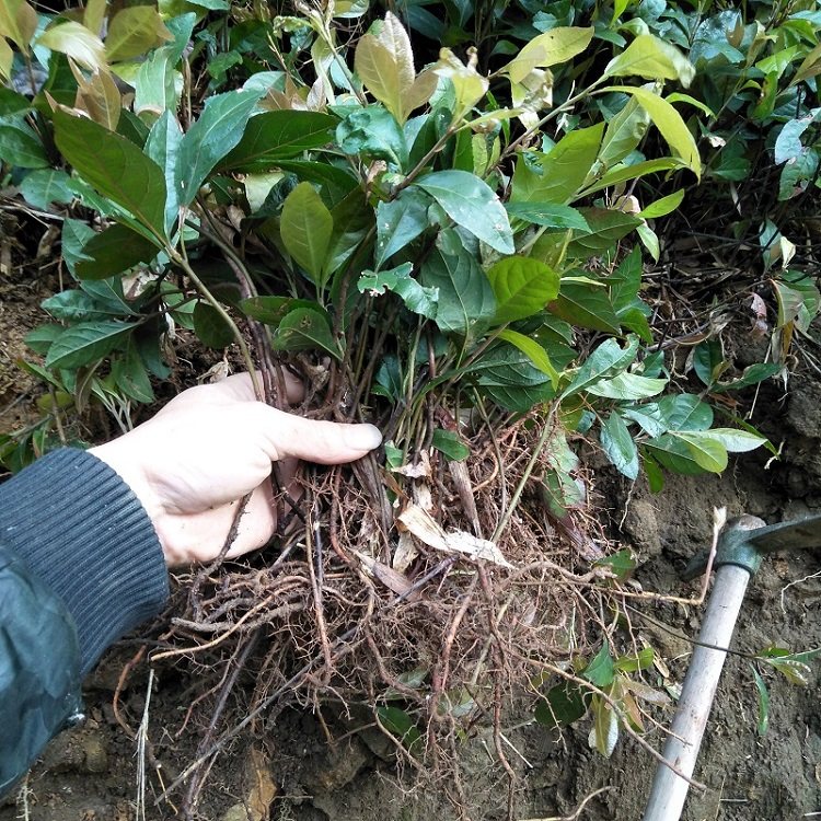 下红木叶平地矮脚珍珠凉伞新鲜林凉伞不出矮地其他药食同源食品