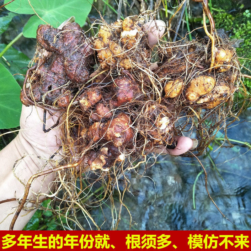 荞麦麦根深山开锁金开锁三七麦金疙瘩新鲜桥荞其他药食同源食品