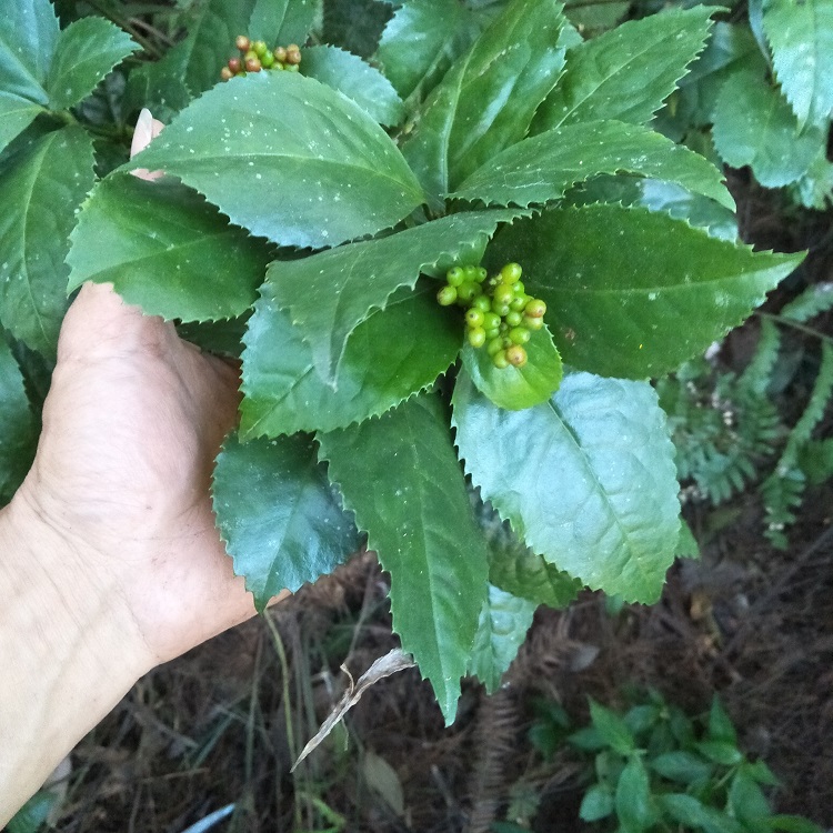 九节金粟兰风满山肿节中草药新鲜草珊瑚接骨500g其他药食同源食品