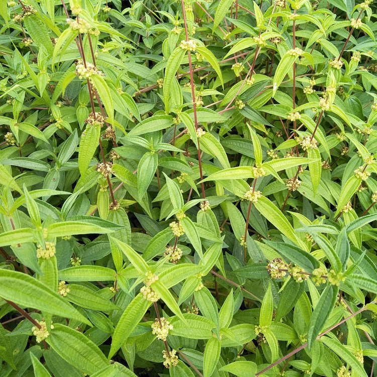 糯米新鲜500g雾水葛捆仙绳米莱草米浆藤生扯拢其他药食同源食品