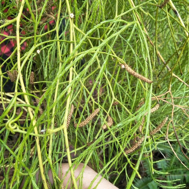 野舒筋草500g正宗大伸筋草干品中草药石松筋藤马尾非伸筋草