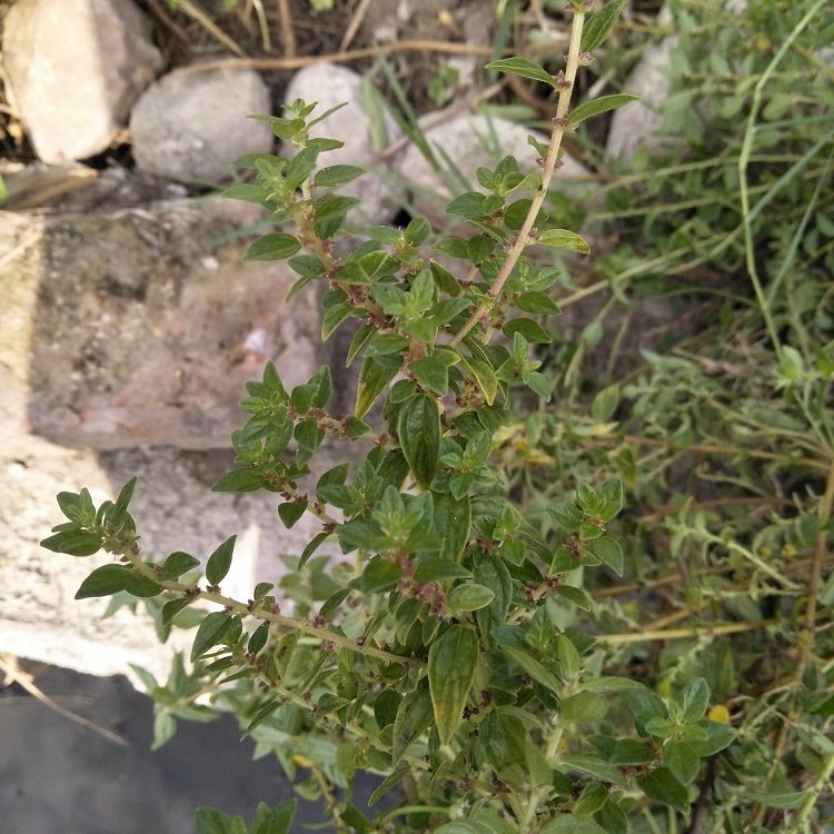 中草药现采新鲜野生雾水葛带根粘榔根咄脓膏糯米脓见消拔脓膏包邮