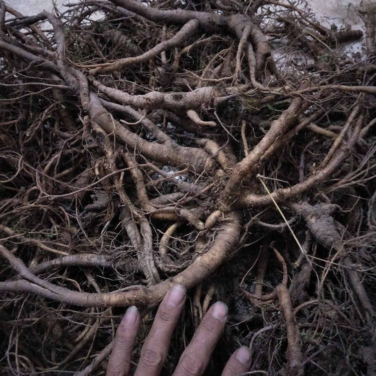 中草药现采新鲜野生雾水葛带根粘榔根咄脓膏糯米脓见消拔脓膏包邮