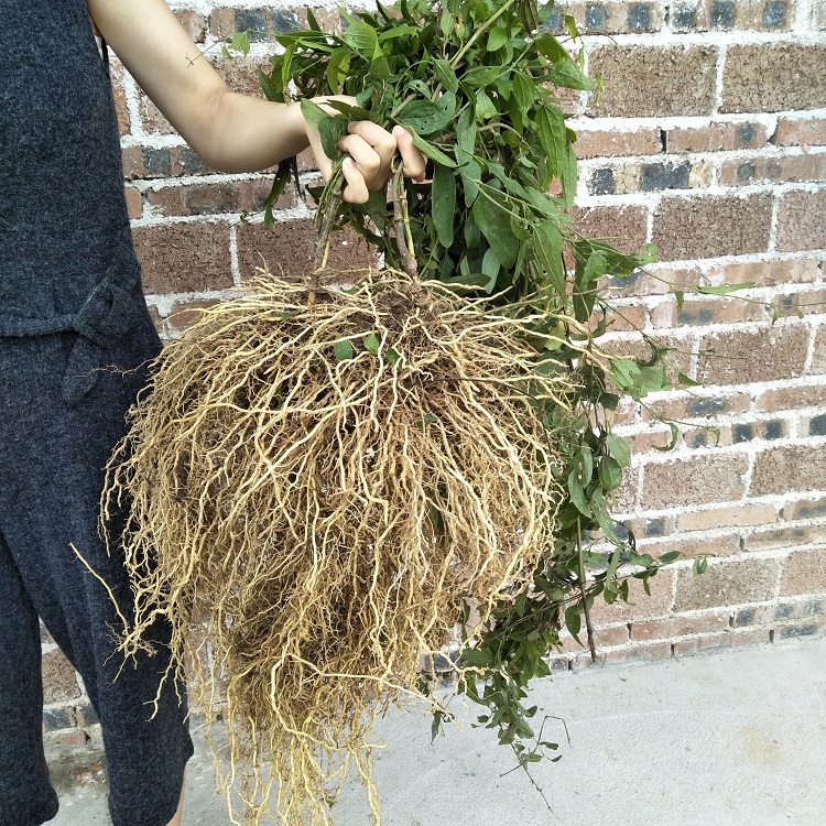 牛尾蕨伸筋草通输卵管舒筋草生通腰痛煲汤泡酒草药其他药食同源食品