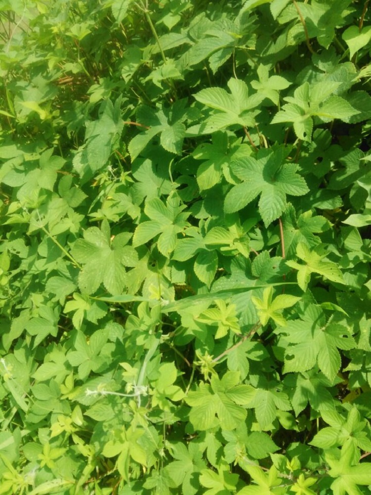 中草药野生新鲜拉拉秧葎草刺藤割人藤五爪龙现摘发货多省500g包邮