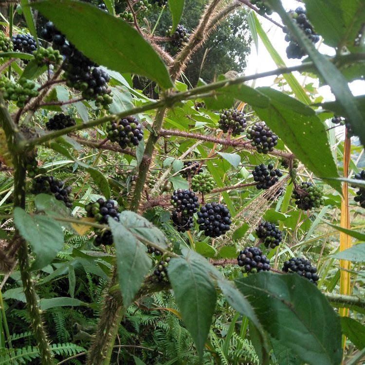 中草药新鲜楤木根野生鹰不扑鸟不踏千枚针老虎刺黄龙苞海桐皮500g