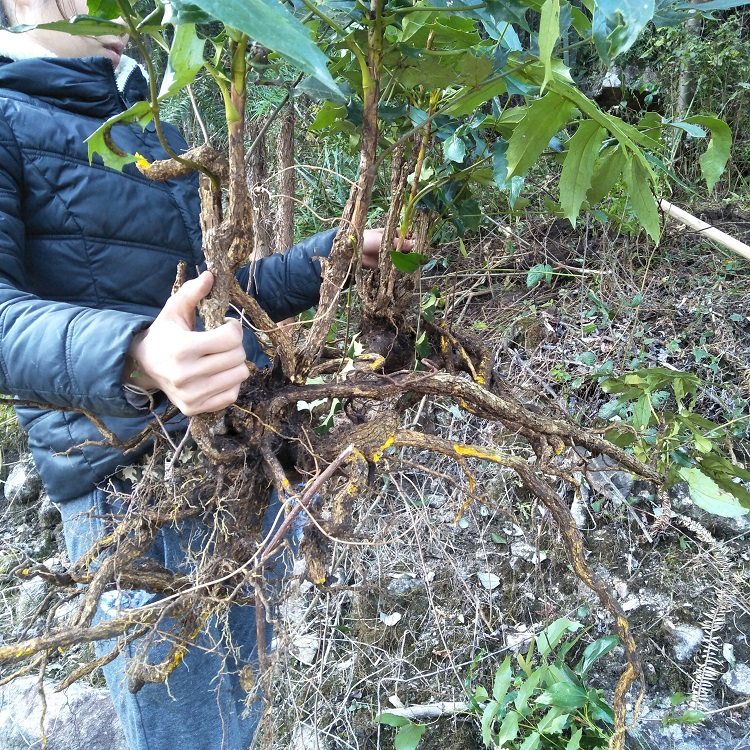 中药材野生十大功劳根茎山黄连刺土黄柏猫儿头整根功劳木干片500g