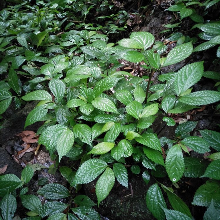 新鲜楼梯500g包邮赤使者鹿角七大细水麻叶石边采其他药食同源食品