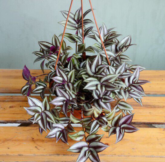 紫叶室内吊兰叶吊兰客厅观桌面花卉吊竹容易绿植绿植