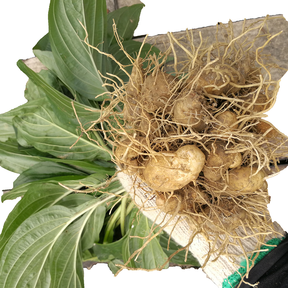 水田田七新鲜屈头三七根水虾公500g草药其他药食同源食品