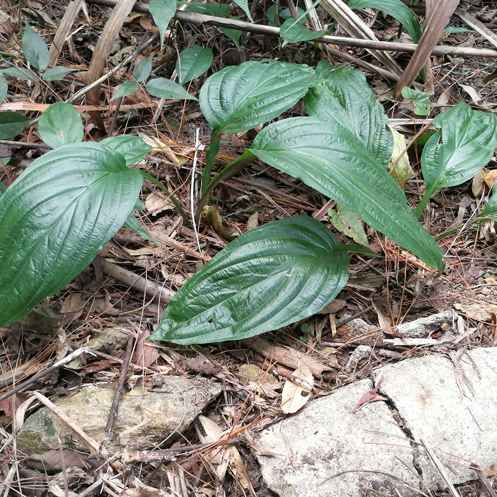 水田田七新鲜屈头三七根水虾公500g草药其他药食同源食品