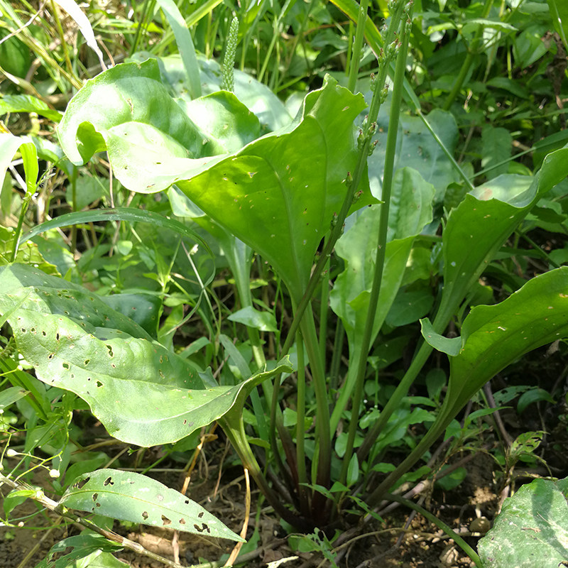 野生新鲜车前草农村现挖车轮500g包邮车前草全棵其他药食同源食品