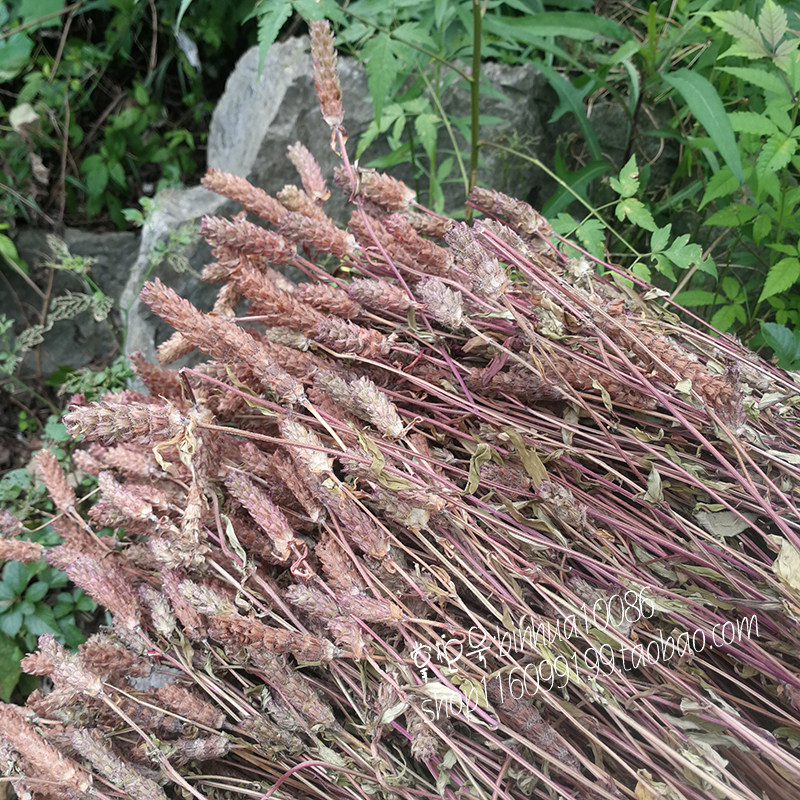 野生包邮养生原料凉茶农家夏姑草新鲜500g夏枯草其他药食同源食品