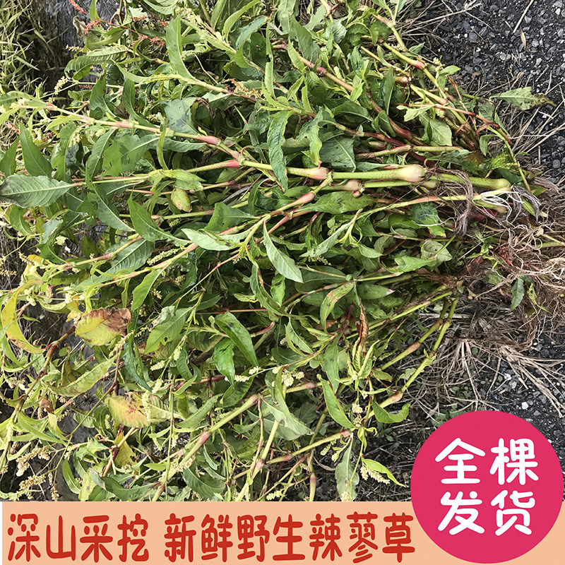 辣蓼新鲜野生生水红白辣马辣椒草中草药药材其他药食同源食品
