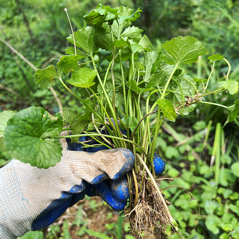 新鲜积雪野生500g包邮中草药药材雷公根崩大碗其他药食同源食品