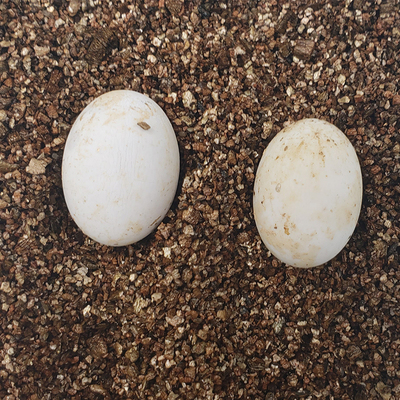 可孵化乌龟蛋受精蛋招财龟小乌龟活体中华草龟墨龟活物水龟宠物龟