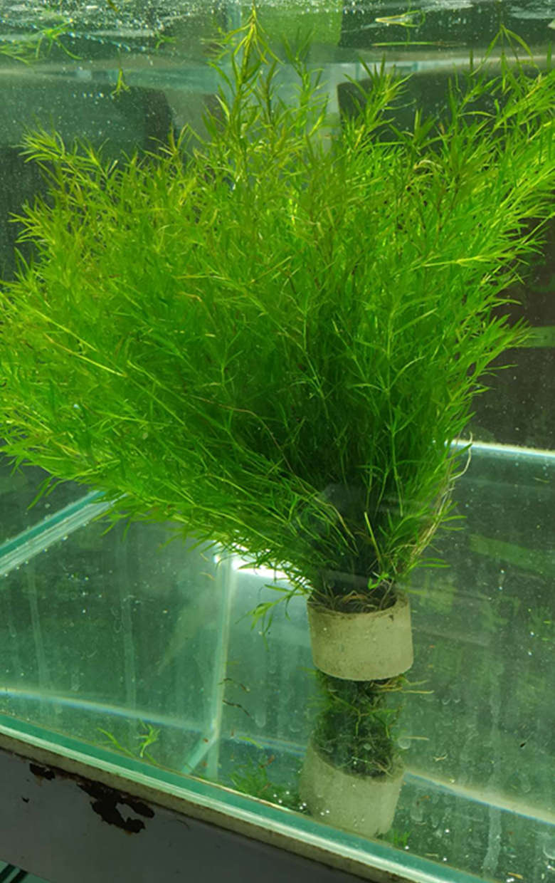 印度小竹节水草包邮虾缸阴性水族小鱼繁殖新手蜈蚣草绿菊莫斯淡水