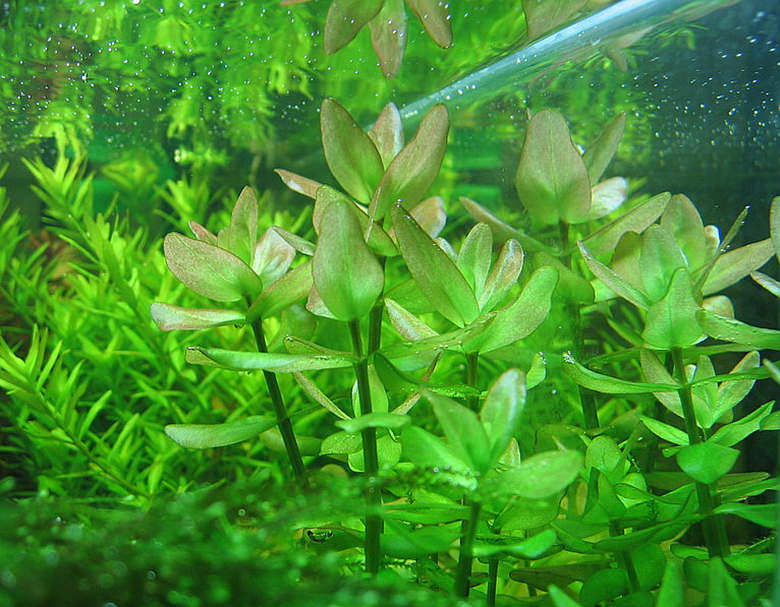 竹节淡水活体阳性造景鱼缸水族蜈蚣丁香宫廷水草