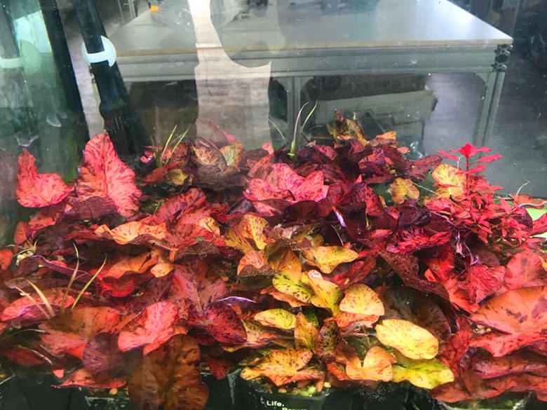 睡莲虎斑水下如如水族中景新手水草红草红虎水草