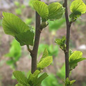 桑叶新鲜桑树基地现摘嫩叶叶大果苗小蚕叶蚕宝宝桑叶