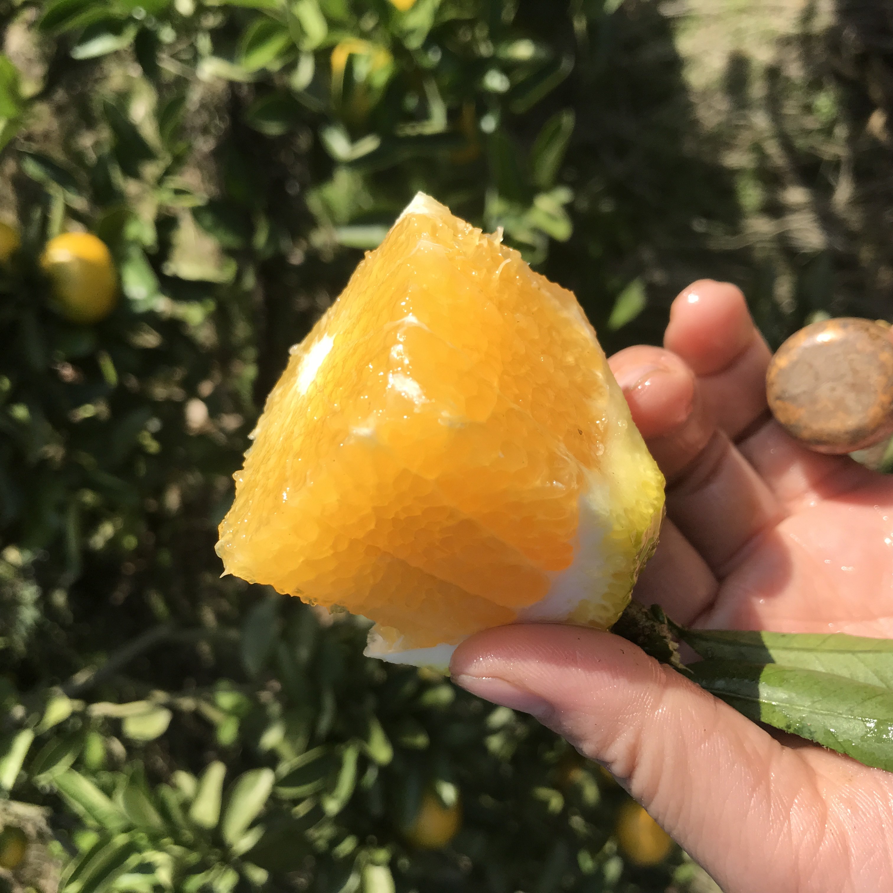 建阳桔柚福建特产甜心柚应季甜橘柚子非庆元会昌柚子