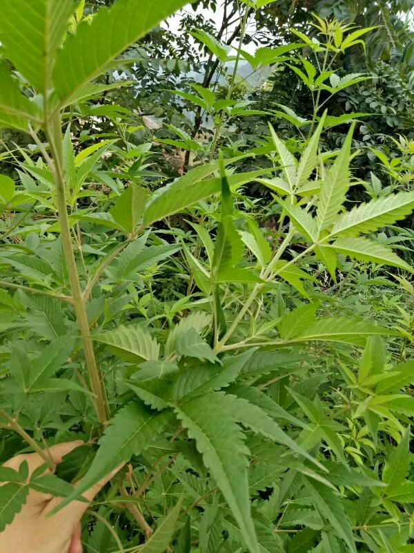 客家坐月子洗澡草药洗头艾叶香藤熏蒸产后驱寒发汗药浴包驱风泡脚