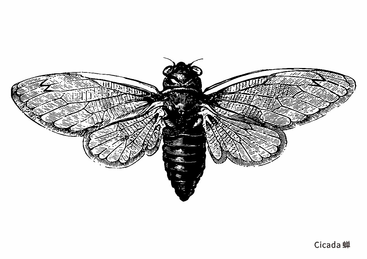 昆虫黑白线描临摹拉丁文画室美术教室对照20张贺卡