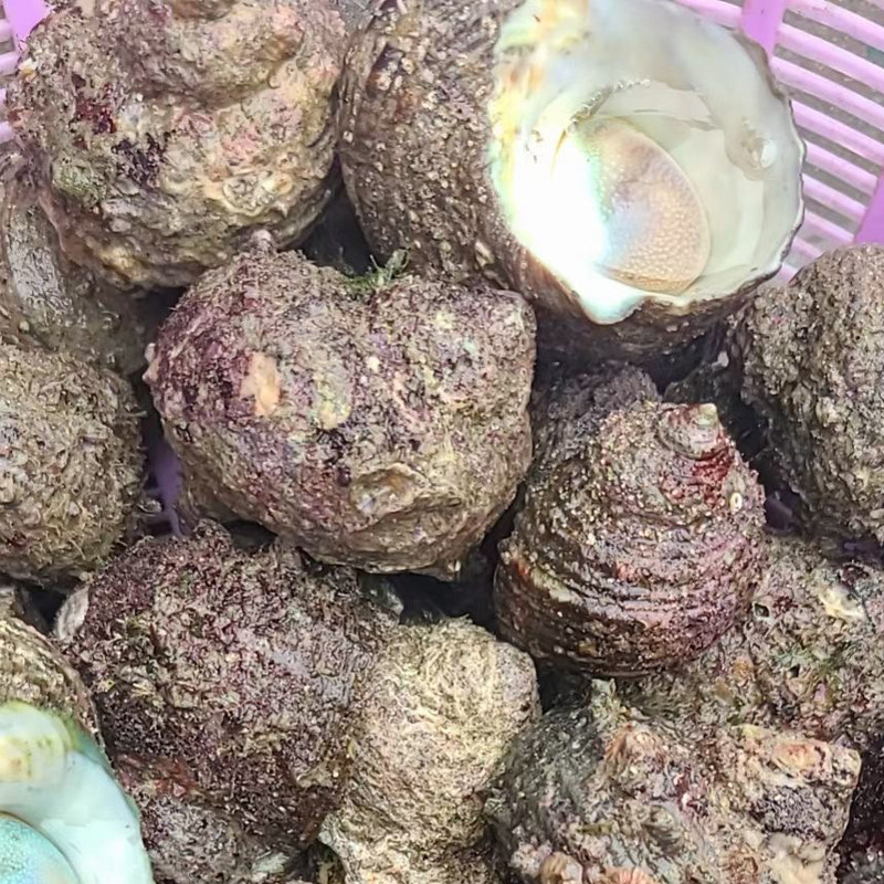 东山岛海捕凤鲜活海鲜海螺夜光蝾螺珠螺贝类水产海螺