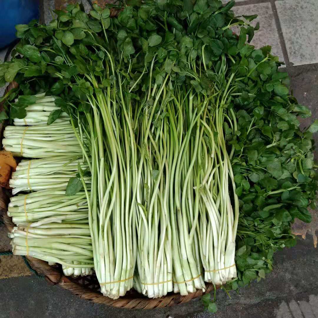 无为安徽特产新鲜蔬菜芹芽芽绿杆水芹菜当天叶菜类