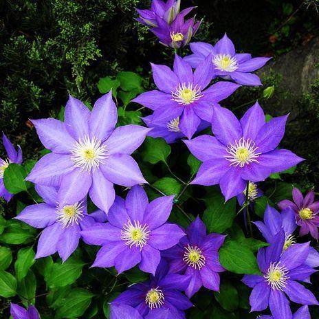 铁线莲约瑟芬新幻紫幸运符昼天使乌托邦庭院花园时令草本花卉