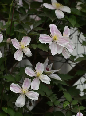 蒙大拿组杰出绿眼睛北方耐寒铁线莲